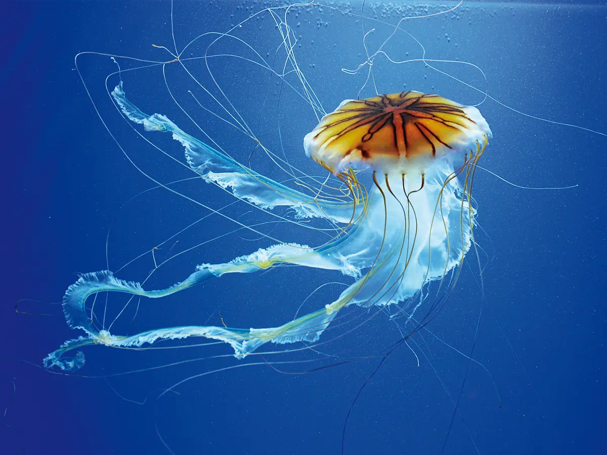 Acquario di Genova - Porto Antico di Genova