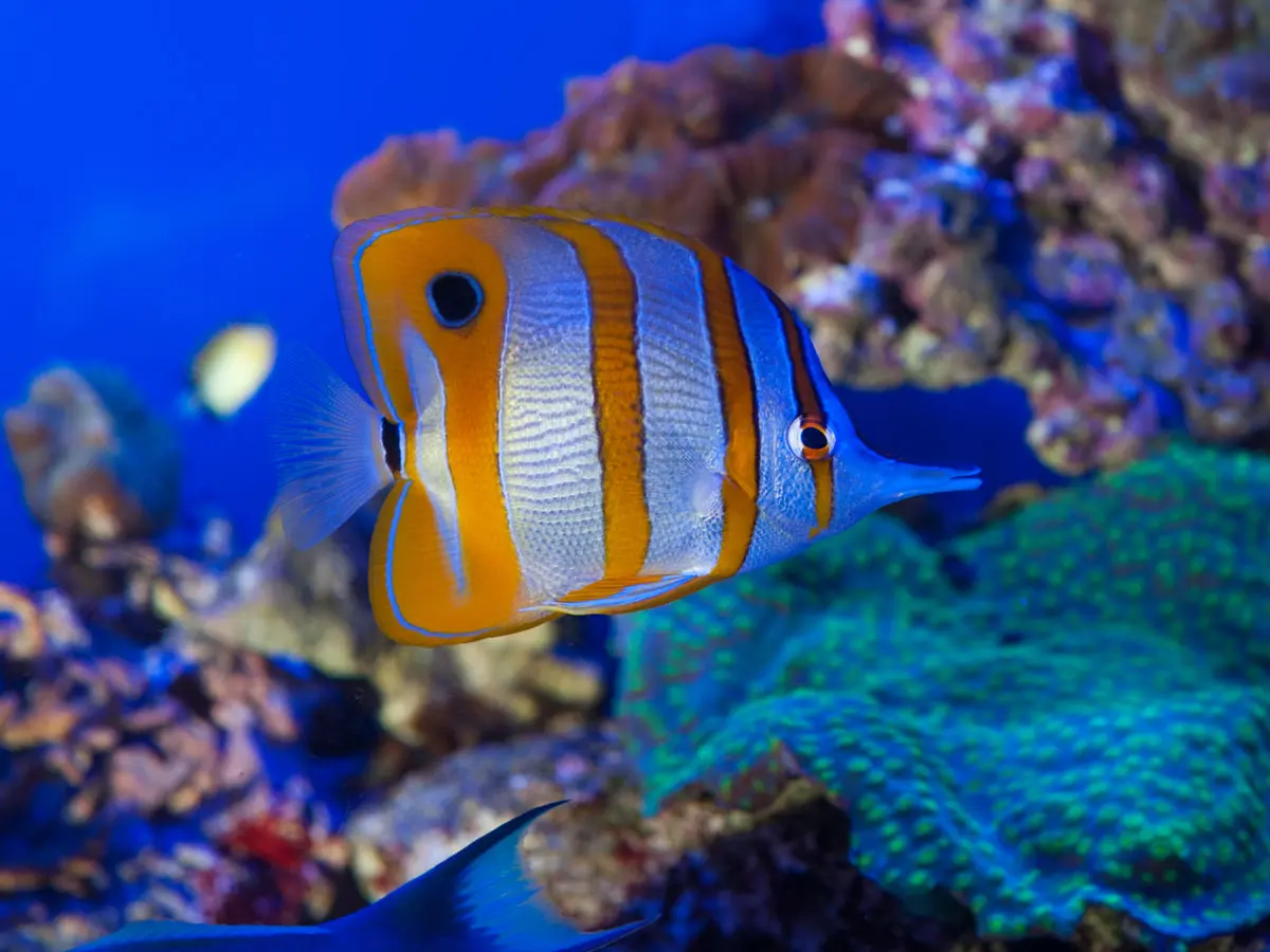 Acquario di Genova - Porto Antico di Genova
