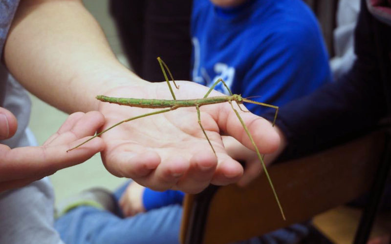 Mimetismo animale: nuovi exhibit interattivi a La città dei bambini e dei ragazzi